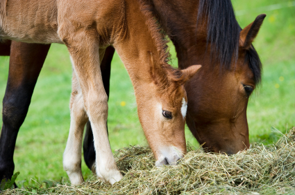 Mare & foal eating together